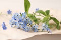 Beautiful Forget-me-not flowers on parchment, closeup view