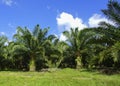 Beautiful formation of palm tree under deep blue sky. vibrant co Royalty Free Stock Photo