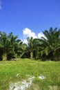 Beautiful formation of palm tree under deep blue sky. vibrant co Royalty Free Stock Photo