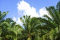 Beautiful formation of palm tree under deep blue sky. vibrant co Royalty Free Stock Photo