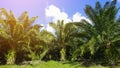 Beautiful formation of palm tree under deep blue sky. vibrant co Royalty Free Stock Photo