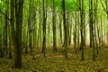 Beautiful forrest with lots of trees at peruwez belgium Royalty Free Stock Photo