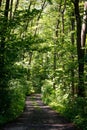 Beautiful forrest in the morning sun in spring