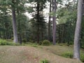 Beautiful forrest of pine trees.