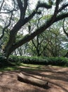 Beautiful forrest trees in Benculuk of Banyuwangi