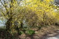 Blooming Forsythia Bushes in Tervuren Park in Spring Royalty Free Stock Photo