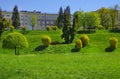 beautiful forsythia bushes in the shape of balls in the park on the slopes