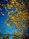 Beautiful forsythia stand against clear blue sky. Royalty Free Stock Photo