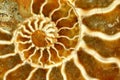 Beautiful Fossil Nautilus Close Up Royalty Free Stock Photo