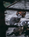 Beautiful four cats - russian blue cat with beautiful yellow eyes