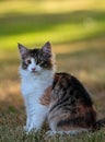 A beautiful four months old norwegian forest cat kitten Royalty Free Stock Photo