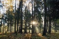 Beautiful fox landscape with sunbeams passing through the trees and illuminating autumn ferns Royalty Free Stock Photo