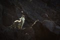 Little fox in Lanin Volcano. Royalty Free Stock Photo