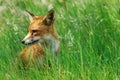 A beautiful fox (Vulpes vulpes) Royalty Free Stock Photo