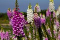 Beautiful Foxglove flower Royalty Free Stock Photo