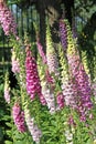 Beautiful foxglove stalks