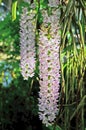 Beautiful foxtail orchid bundle with air roots