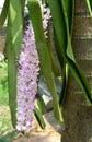 Beautiful foxtail orchid bundle Assam IND