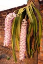 Beautiful foxtail orchid bundle Assam IND