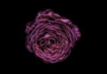 Beautiful fractal rose on a black isolated background Royalty Free Stock Photo