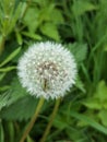 Beautiful fragile dandelion weed flower