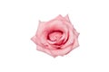 Fragile fresh cutout pink rose close up isolated on a white background