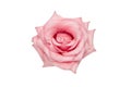 beautiful fresh cutout pink rose close up isolated on a white background Royalty Free Stock Photo