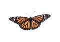 Beautiful fragile monarch butterfly isolated