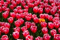 Beautiful fragile single yellow and orange dutch tulip among lot of pink tulips