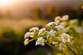 Beautiful yet fragile white flowers blossoming under warm sunlight