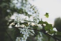 Beautiful, fragrant bird cherry Prunus padus, hackberry, hagberry or Mayday tree in the spring evening, in the countryside