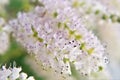 Beautiful and fragrant blooming flowers of Commiphora myrrha Royalty Free Stock Photo