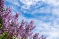Beautiful, fragrant blossoms lilac ordinary Syringa vulgaris, on a sunny spring morning, against the blue sky and white clouds Royalty Free Stock Photo