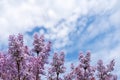 Beautiful, fragrant blossoms lilac ordinary Syringa vulgaris, on a sunny spring morning, against the blue sky and white clouds Royalty Free Stock Photo