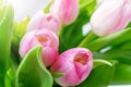 Beautiful and fragrant buds pink blooming tulips close up Royalty Free Stock Photo