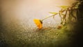 A beautiful fragrant calendula flower is fading, dropping yellow petals on the asphalt. Nature and medicinal herbs