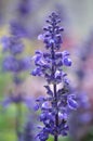 Beautiful fragrant deep purple blooms of Russian sage Royalty Free Stock Photo