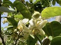 Flowering pomelo tree (lat.- Citrus maxima