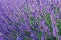 Beautiful fragrant lavender fields