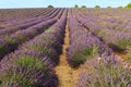 Beautiful fragrant lavender fields of Provence sunset Royalty Free Stock Photo