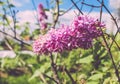 Beautiful fragrant lilac