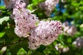 Beautiful fragrant lilac flowers Siringa vulgaris bloom on the trees in the city park