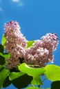 Beautiful fragrant lilac flowers Siringa vulgaris bloom on the trees in the city park