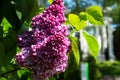 Beautiful fragrant lilac flowers Siringa vulgaris bloom on the trees in the city park