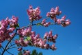 Beautiful fragrant lilac flowers Siringa vulgaris bloom on the trees in the city park