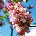 Beautiful fragrant lilac flowers Siringa vulgaris bloom on the trees in the city park