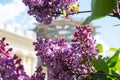 Beautiful fragrant lilac flowers Siringa vulgaris bloom on the trees in the city park