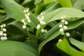 Beautiful fragrant lily of the valley