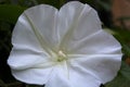 Beautiful Fragrant Moon Vine White Flower Blooms at Night