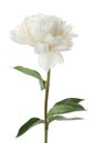 Beautiful fragrant peony flower isolated